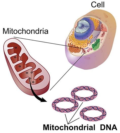Ilustrație a ADN-ului mitocondrial, prezentat ca o moleculă circulară.