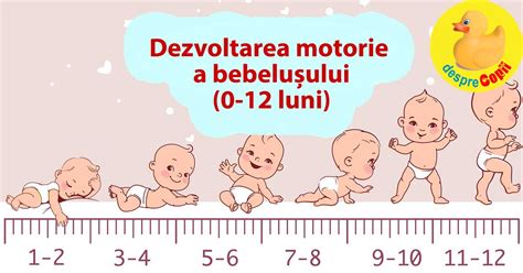 infografic ilustrând dezvoltarea senzorială și motorie a nou-născutului