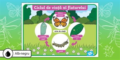 Diagramă simplă care ilustrează ciclul de viață al unei afaceri, cu accent pe etapele de dezvoltare și inovare.