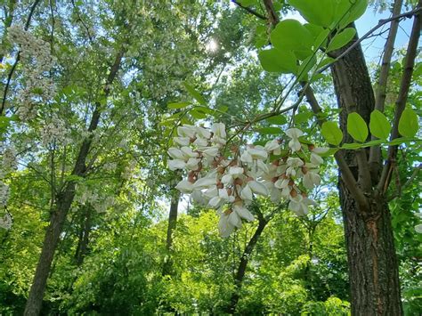 ilustrație cu flori de salcâm