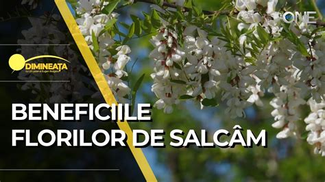 infografic cu principalele beneficii ale florilor de salcâm