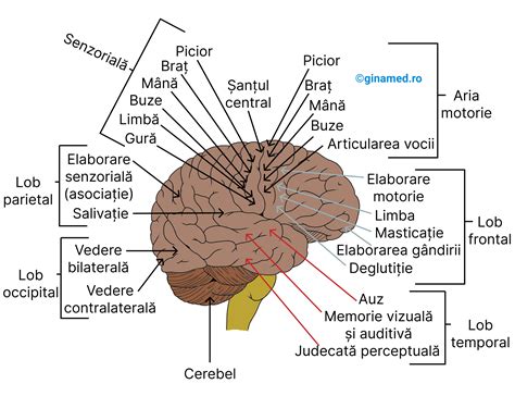 Schema creierului uman, cu accent pe ganglionii bazali.