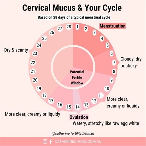 infografic cu semnele fertilității feminine: temperatura bazală, mucus cervical, poziția colului uterin