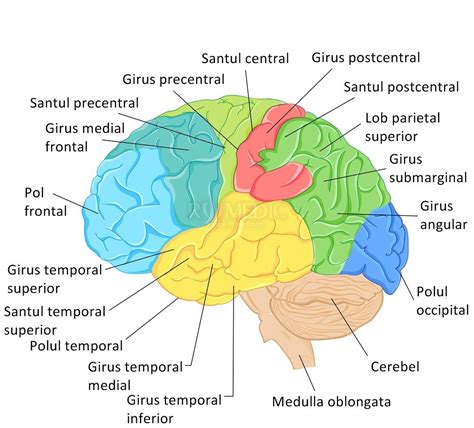 ilustrație a creierului bebelușului, cu zonele auditivă și prefrontală evidențiate
