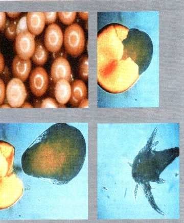 Imagine microscopică a embrionilor în diferite stadii de dezvoltare