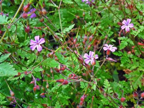 descriere: O plantă de năpraznic (Geranium robertianum) cu flori mici, violet, și frunze verzi, așezată într-un peisaj montan.
