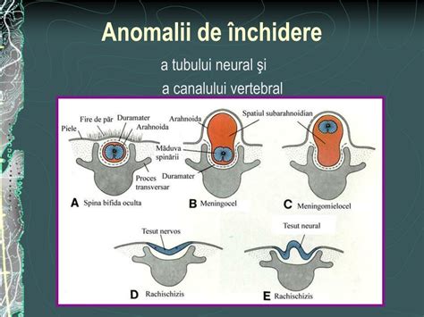 Ilustrație a tubului neural în dezvoltare