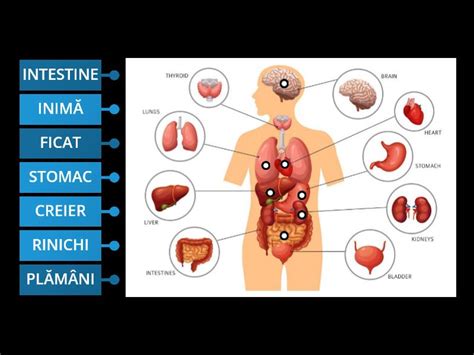 schemă anatomică a fătului cu organele principale marcate