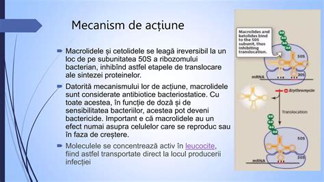 Schema simplificată a mecanismului de acțiune al drotaverinei prin inhibarea PDE IV și creșterea cAMP, ducând la relaxarea mușchiului neted.