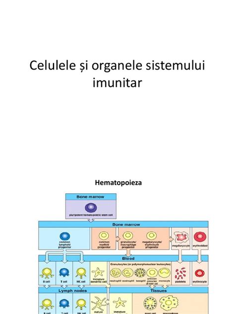 diagramă explicativă a sistemului imunitar în caz de alergie