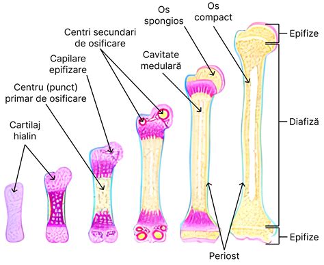 schemă ilustrând creșterea oaselor la copii