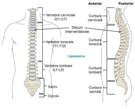 schemă anatomică a coloanei vertebrale
