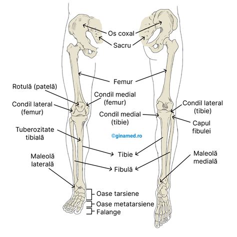 Ilustrație anatomică a piciorului uman, evidențiind oasele principale: femur, tibie, peroneu, oasele metatarsiene și falangele.