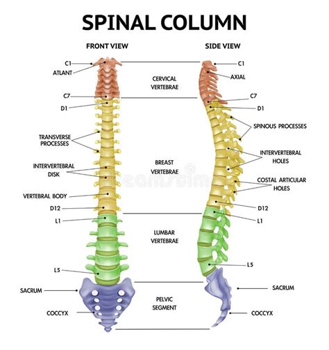 diagramă anatomie fetală detaliată