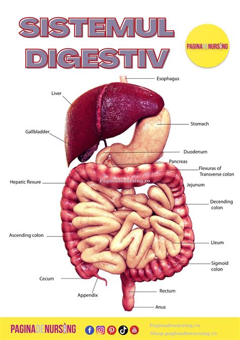 Infografic cu reprezentarea grafică a sistemului digestiv uman și a punctelor de acțiune ale microclismelor.