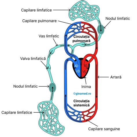 Diagrama comparativă a circulației sanguine fetale și neonatale, evidențiind ductul arterial și foramen ovale.