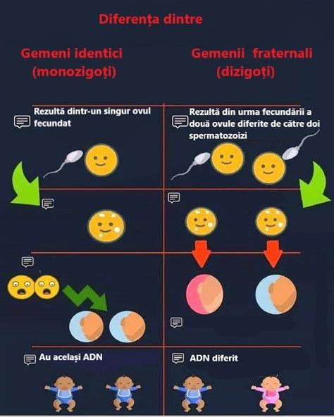 Ilustrație comparativă: ovul unic fecundat și divizat (gemeni identici) vs. două ovule fecundate separat (gemeni fraternali).