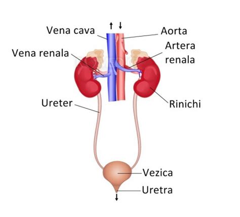 Infografic cu anatomia sistemului urinar uman, evidențiind rinichii, ureterele, vezica urinară și uretra.