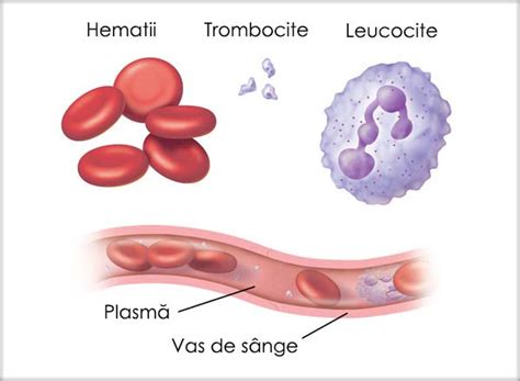 Ilustrație a unei hematii, evidențiind forma biconcavă și prezența hemoglobinei.