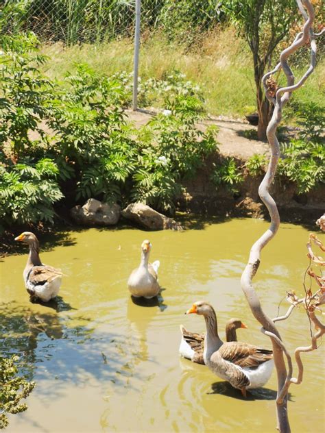 ilustrație cu o mamă care se relaxează în timp ce bebelușul doarme liniștit