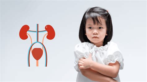 Ilustrație schematică a rinichilor și a tractului urinar la copii