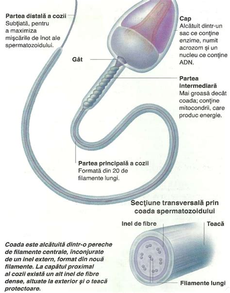 Diagramă schematică a unui spermatozoid normal, evidențiind capul, gâtul, corpul și coada.