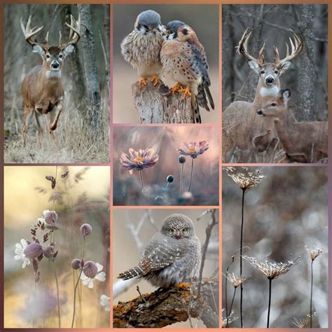 colaj foto cu roluri iconice ale lui Ryan Gosling