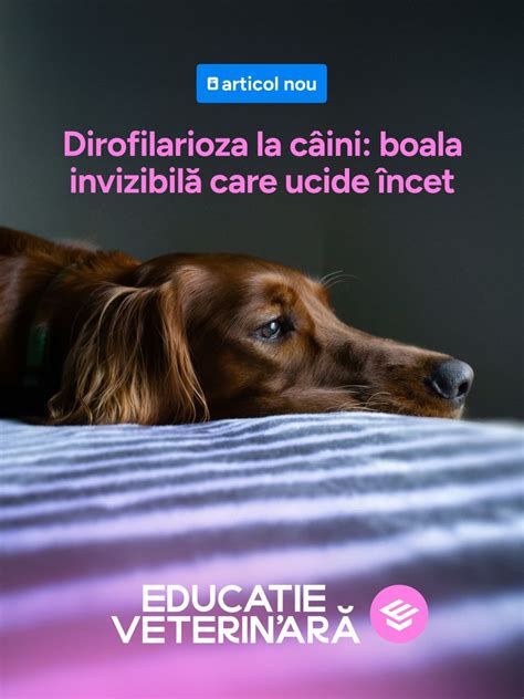 Ilustrație comparativă: un câine care doarme și pierde urină (incontinență) vs. un câine care urinează conștient într-un loc nepermis