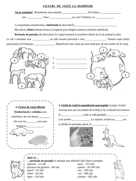 schemă a procesului de fecundație la mamifere