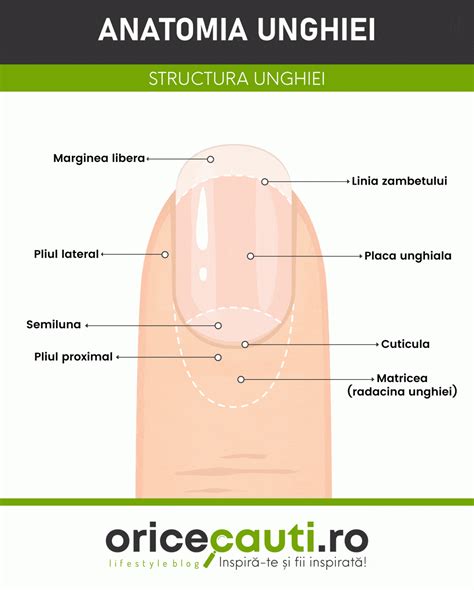 schema care ilustrează bariera protectoare a unghiei