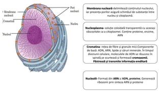 Ilustrație a formării zigotului și a diviziunii celulare
