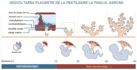 Reprezentare grafică a implantării blastocistului în peretele uterin și formarea placentei