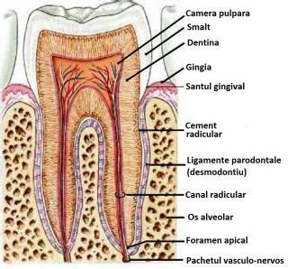 Ilustrație anatomică a parodonțiului, evidențiind gingia, osul alveolar, ligamentul parodontal și cementul radicular.