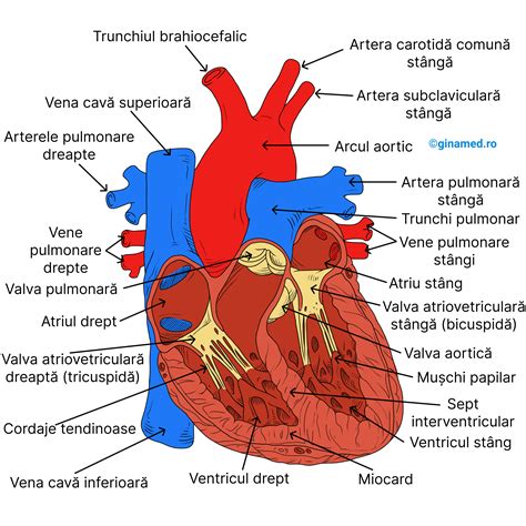 Diagramă anatomică a plămânilor și inimii, indicând zonele de auscultație.