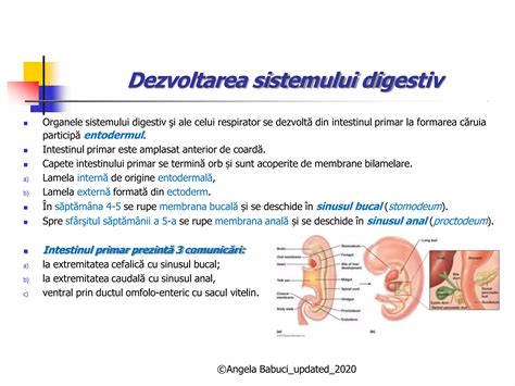 Ilustrație schematică a diferitelor prezentări fetale în timpul travaliului: prezentare cefalică, pelviană, transversală, facială.