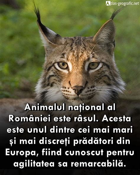 Zuzo, animalul totemic al Elenei, inspirat din mitologia maiașă