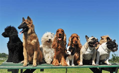 grafic ilustrând ciclurile de călduri la diferite rase de câini