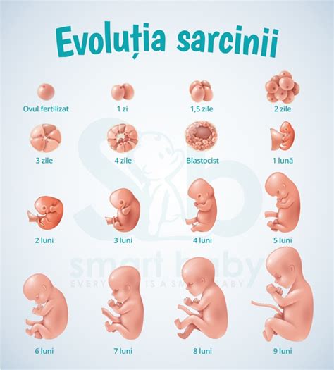 Infografic cu etapele sarcinii și pregătirea pentru naștere
