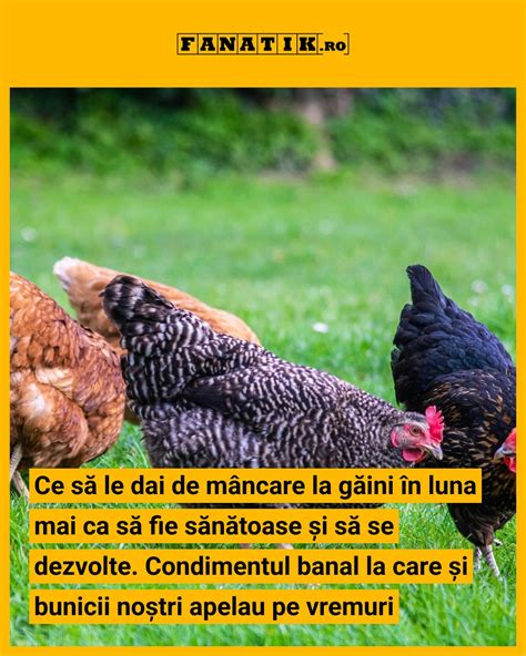 Găini sănătoase într-un mediu curat, pregătite pentru reproducție