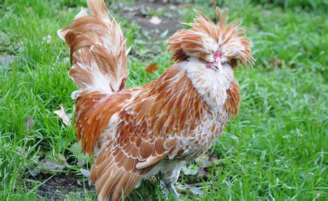 Schema cu proporția recomandată de cocoși la găini pentru diferite rase