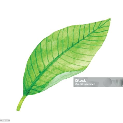 Ilustrație cu o frunză de salvie și o compresă