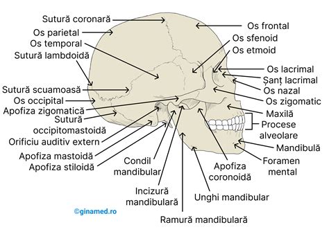 grafic ilustrând zonele comune ale apariției melasmei pe față (frunte, obraji, buza superioară)