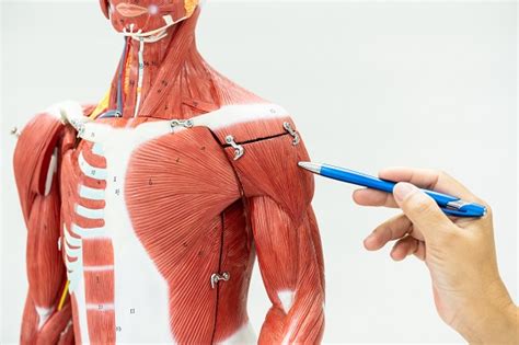 Ilustrație a sistemului muscular, evidențiind rolul magneziului în relaxarea musculară.