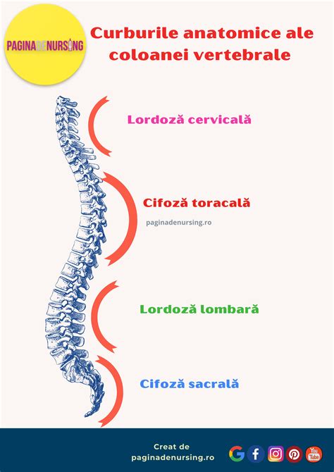 Ilustrație schematică a coloanei vertebrale umane cu curburile naturale marcate