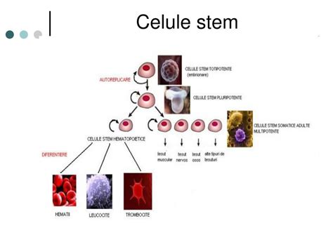 Infografic cu clasificarea tipurilor de celule stem