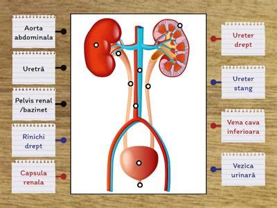 Schemă explicativă a sistemului musculo-scheletic uman.