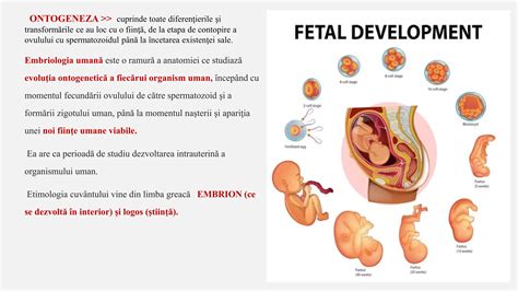 Ilustrație cu un embrion uman în stadii incipiente de dezvoltare, subliniind fragilitatea vieții