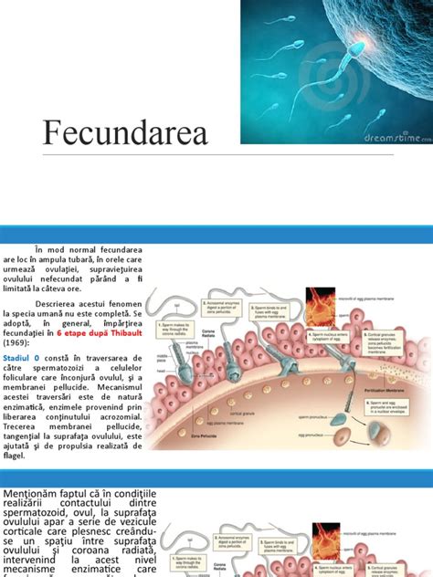 Ilustrație schematizată a procesului de fecundare și formare a zigotului.