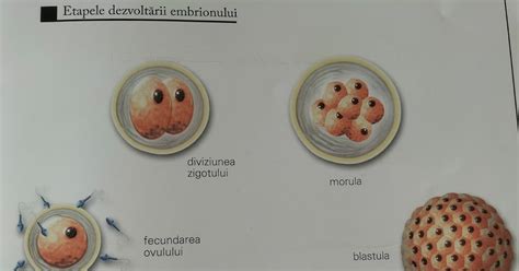 Infografic: Etapele implantării embrionului, de la fertilizare la atașarea de endometru