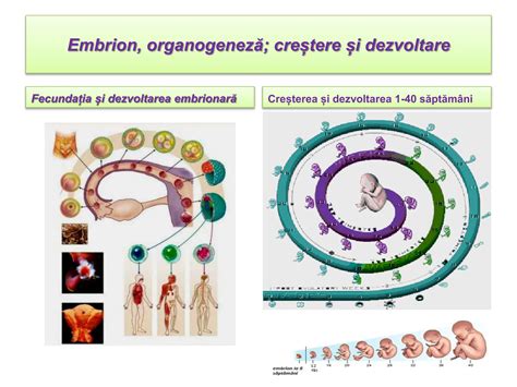 Ilustrație a stadiilor de dezvoltare embrionară: zigot, embrion de zi 2-3, blastocist